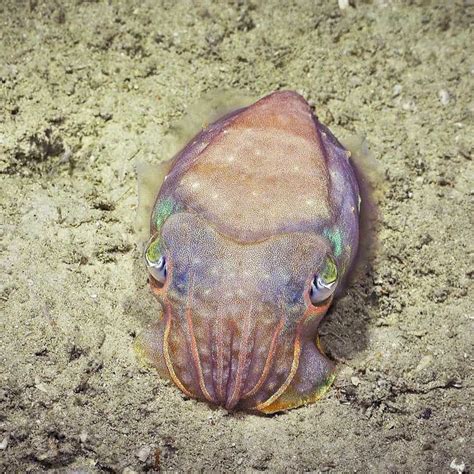 The Coolest Cephalopod Research To Come Out Of 2021 - OctoNation - The ...