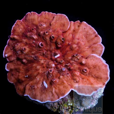 Delectable colony of red Leptoseris sitting pretty at Unique Corals ...