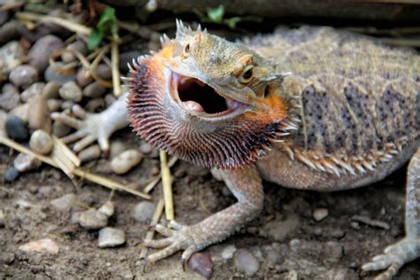 Bearded Dragon Attack Free Stock Photo - Public Domain Pictures