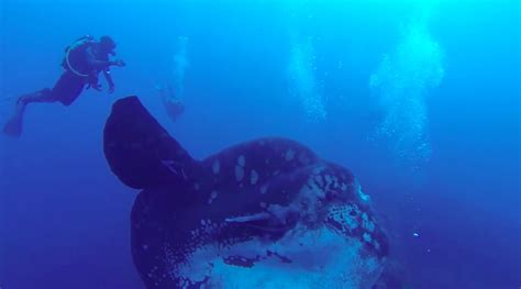 Video: Divers dwarfed by the biggest sunfish we've ever seen | Oceans ...