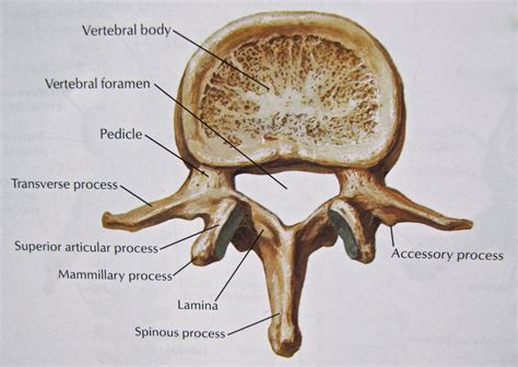 Rib cage anatomy | Thoracic Spine And Rib Cage | Chiropractic care ...