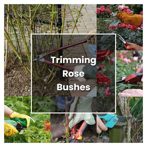 How to Grow Trimming Rose Bushes - Plant Care & Tips | NorwichGardener