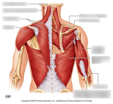 Anterior Muscle Anatomy Diagram