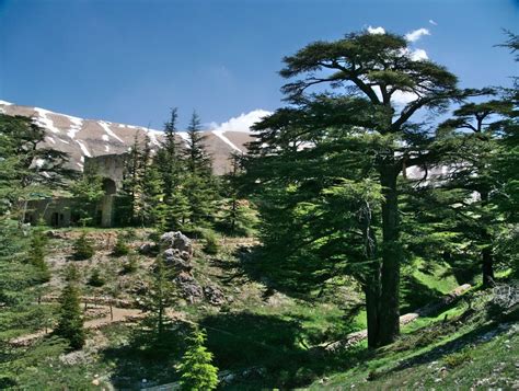 THE BEAUTY OF LEBANON - Page 138 - SkyscraperCity | Cedar forest, Landscape trees, Lebanon