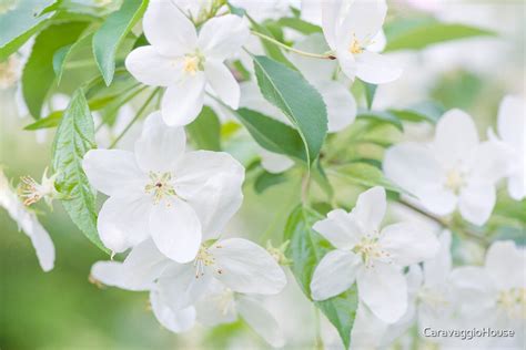 "White Cherry Blossom Flower Photography Print" by CaravaggioHouse ...