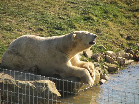 Yorkshire wildlife Park (With images) | Wildlife park, Animals, Polar bear