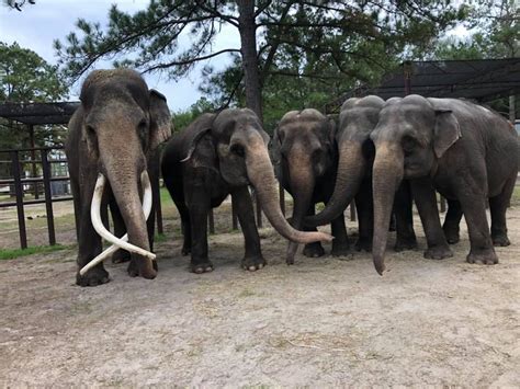 Spend An Afternoon At Two Tails Ranch Elephant Sanctuary In Florida | Elephant sanctuary ...