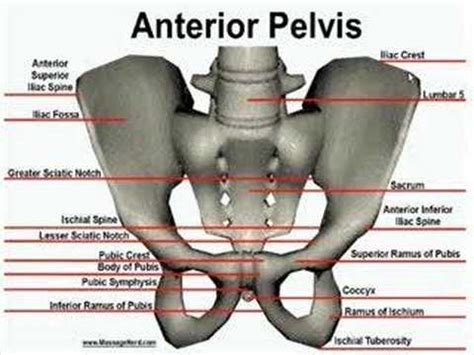 Anterior Bone Landmarks (Pelvis) - YouTube