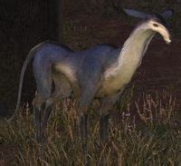 Antelope Doe - Final Fantasy XIV Online Wiki - FFXIV / FF14 Online ...