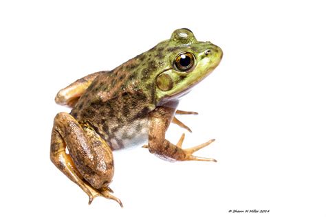 Invasive species on Izena Island - American Bullfrog (Rana… | Flickr