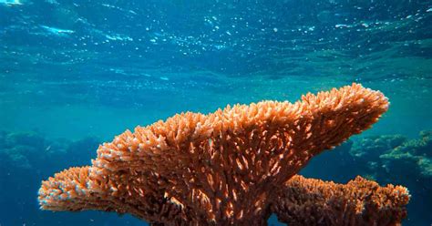 Types Of Coral Reefs