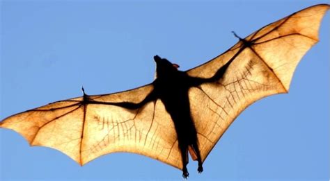 White Wolf : Meet the World's Biggest Bat Threatened Today With ...