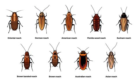 Cockroach set, insect roach and bug species icons 15600387 Vector Art ...