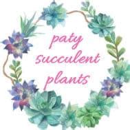 Paty succulent plants