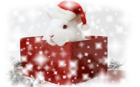 Merry xmas and Happy New Year - Christmas bunny Wallpapers - HD ...