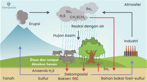 TUGAS BIOLOGI - DAUR SULFUR - YouTube