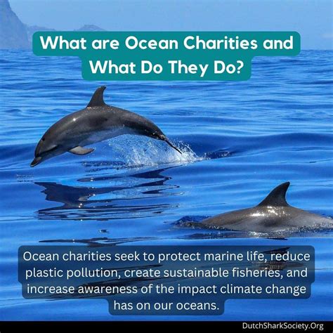 Save The Ocean By Supporting These 11 Ocean Charities - Dutch Shark Society