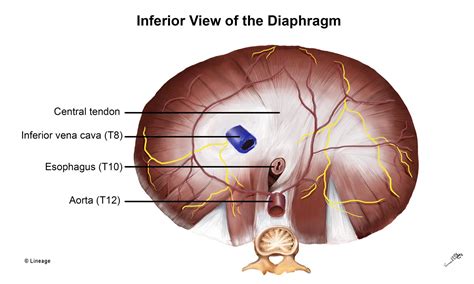 Diaphragm Embryology - Embryology - Medbullets Step 1