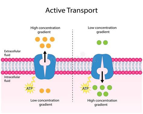 Diagram Of Active Transport