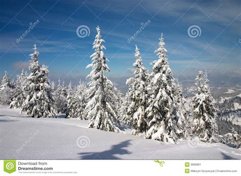 Winter Forest in Carpathian Mountains Stock Image - Image of cold ...