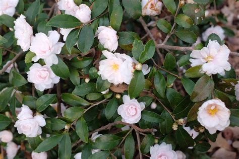 Fall-blooming camellias bring down the curtain on the growing season ...