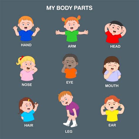 Illustration vector Cartoon kids pointing body parts, Pictures chart for learning, Isolated on ...