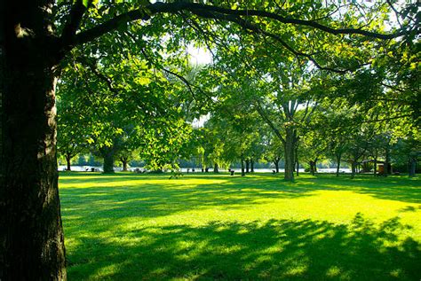 Royalty Free Shade Pictures, Images and Stock Photos - iStock