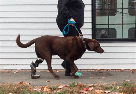 Ripley and His OrthoPets Tarsus Device (Dog Ankle Brace)