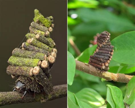 The Bagworm Moth – CryptLabs