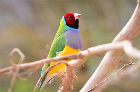 Unique animals of northern Australia