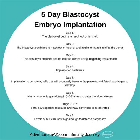 Frozen Embryo Transfer Implantation Timeline