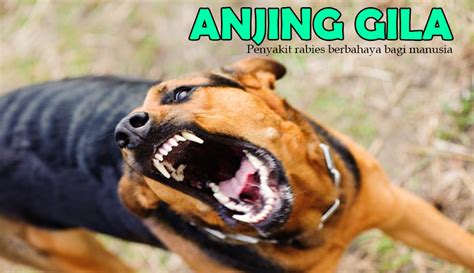 Penyakit Anjing Rabies dan Cara Mengobatinya - Obat Penyakit Anjing