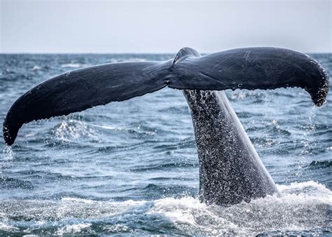 Right Whale Migration to Florida - Nantucket Historical Association