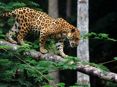 Tropical Rainforest Jaguar