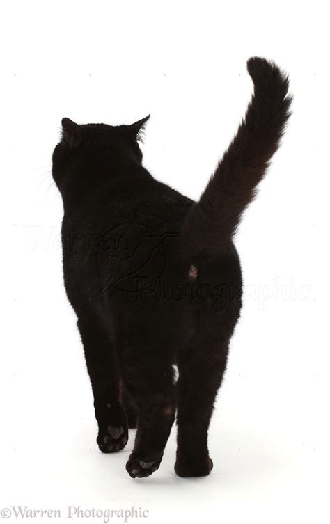 Black cat walking away photo WP48732