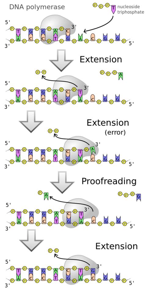 DNA Repair – MHCC Biology 112: Biology for Health Professions