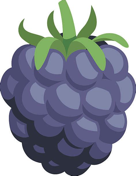 Blackberry Fruit Illustrations, Royalty-Free Vector Graphics & Clip Art ...