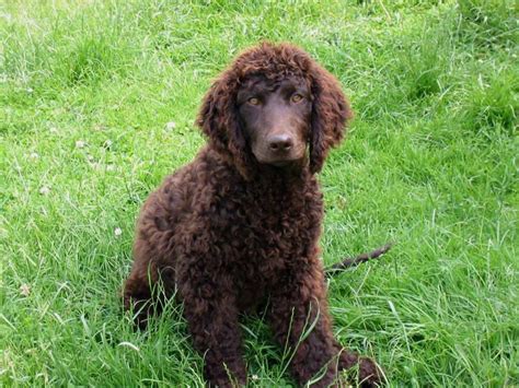 American Water Spaniel - Puppies, Rescue, Pictures, Information, Temperament, Characteristics ...