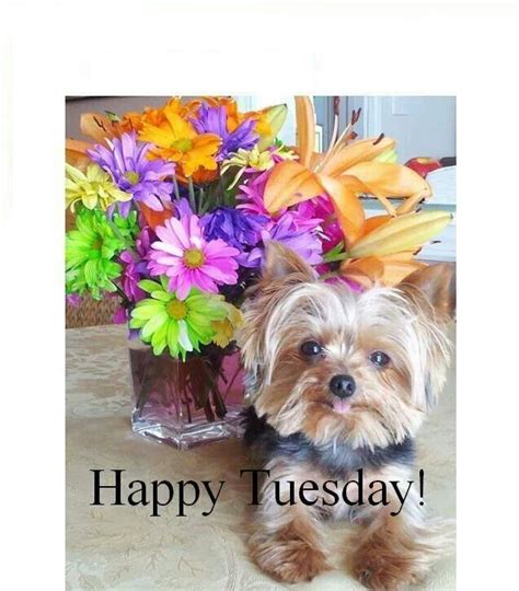 Happy Tuesday Dogs