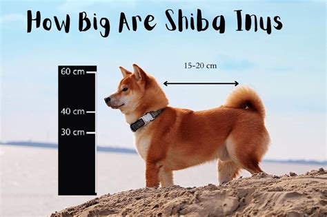 Shiba Inu Dog Breed Facts Information The Dog People By | atelier-yuwa ...