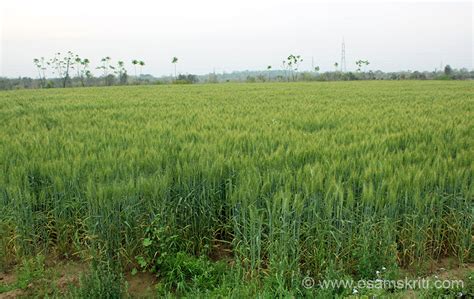 Farms of Punjab