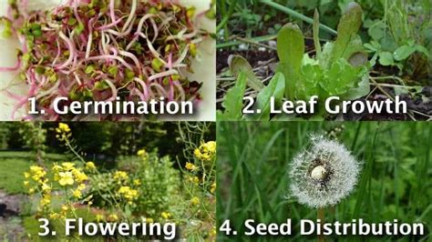 How To Learn The Plant Growth Stages: Photos & differences between annual, perennial & biennial ...