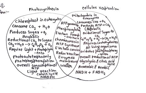 [Solved] Photosynthesis - Cellular Respiration Venn diagram You will be ...