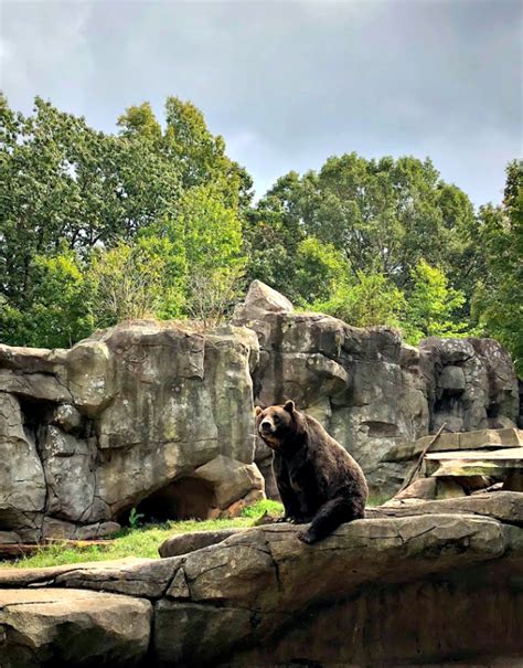 Day Trip NC: Our 2018 Fall Trip to the North Carolina Zoo - Live Well ...