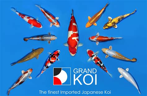 Koi Fish Importers in USA | Quality Japanese Koi Fish in USA