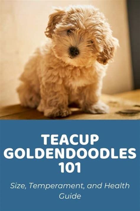 Teacup Goldendoodle