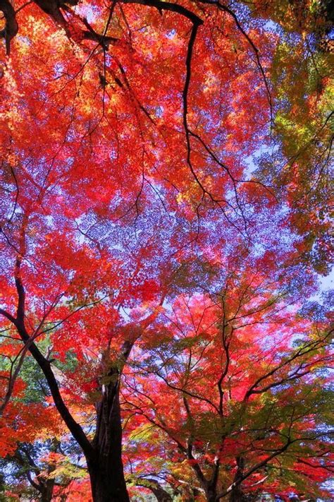 Japanese Fall | Landscape photography, Mother nature, Beautiful world