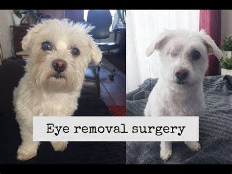 Dog eye removal surgery | The healing process - YouTube