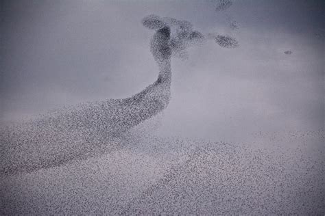 Starling Murmuration | Smithsonian Photo Contest | Smithsonian Magazine