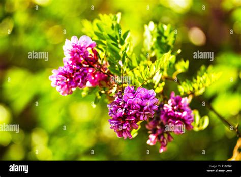 Robinia flowers hi-res stock photography and images - Alamy